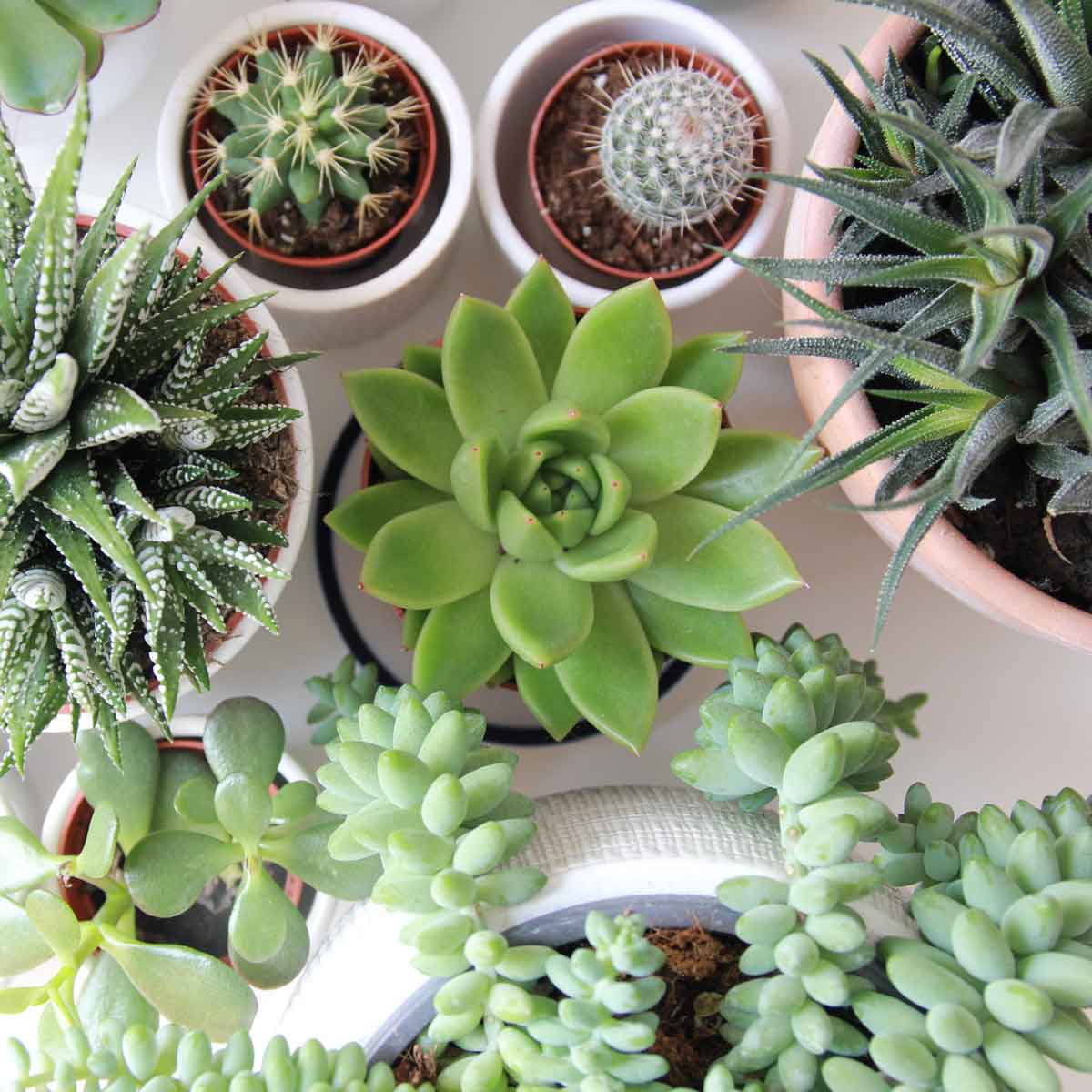 How do we thrive in life? What does that even mean?