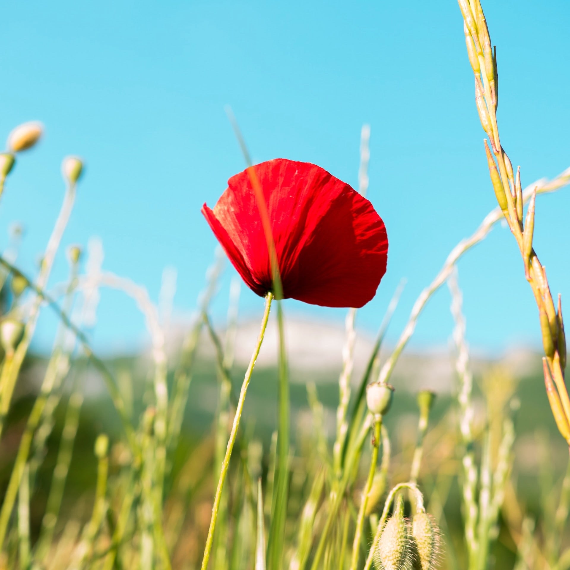 Why do we wear Poppies on ANZAC Day?