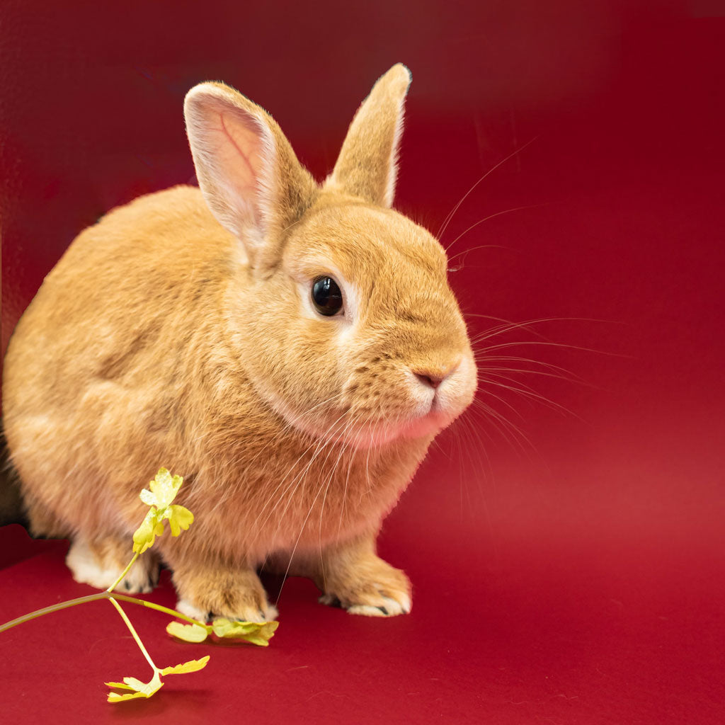Jewellery to celebrate 'The Year of the RABBIT'